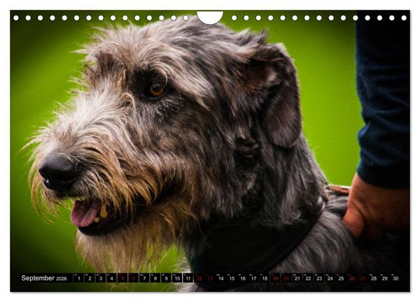 Produktbild: Windhunde - eine Leidenschaft (Wandkalender 2026 DIN A4 quer), CALVENDO Monatskalender