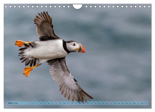 Produktbild: Papageientaucher - Farbenfrohe Flieger der Natur (Wandkalender 2026 DIN A4 quer), CALVENDO Monatskalender