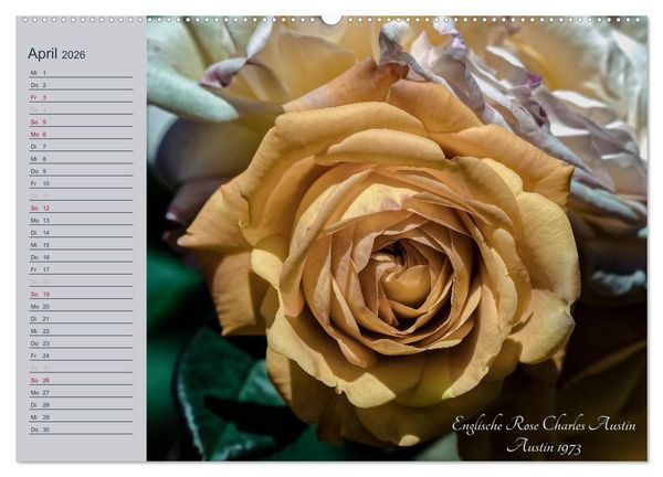 Produktbild: Kurf&uuml;rstliche Rosen Eltville am Rhein (Wandkalender 2026 DIN A2 quer), CALVENDO Monatskalender