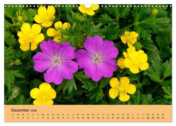 Produktbild: Wildblumen 2026 (Wandkalender 2026 DIN A3 quer), CALVENDO Monatskalender