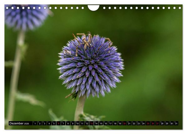 Produktbild: Kleine Blumen ganz gro&szlig; (Wandkalender 2026 DIN A4 quer), CALVENDO Monatskalender