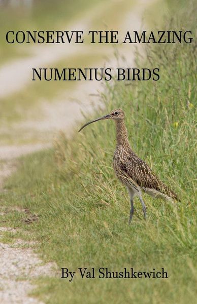 Produktbild: Conserve the Amazing Numenius Birds