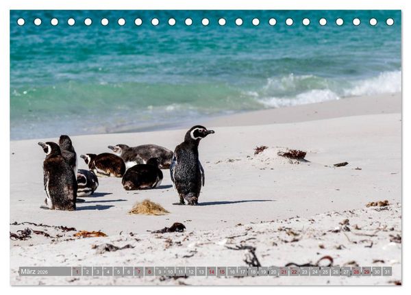 Produktbild: Einfach liebenswert diese Pinguine (Tischkalender 2026 DIN A5 quer), CALVENDO Monatskalender