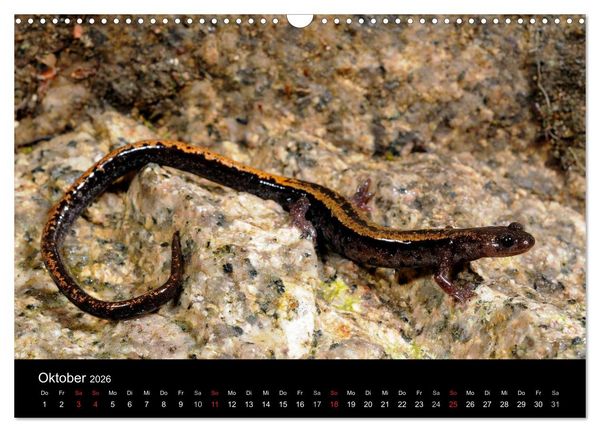 Produktbild: Salamander und Molche (Wandkalender 2026 DIN A3 quer), CALVENDO Monatskalender
