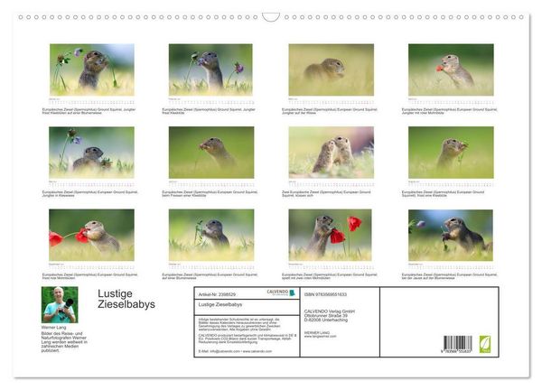 Produktbild: Lustige Zieselbabys (Wandkalender 2027 DIN A2 quer), CALVENDO Monatskalender