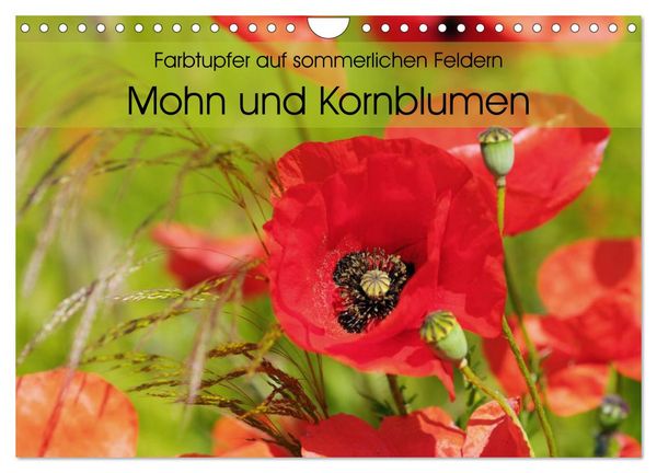 Produktbild: Farbtupfer auf sommerlichen Feldern - Mohn und Kornblumen (Wandkalender 2026 DIN A4 quer), CALVENDO Monatskalender