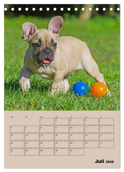 Produktbild: Jahresplaner Franz&ouml;sische Bulldogge (Tischkalender 2026 DIN A5 hoch), CALVENDO Monatskalender