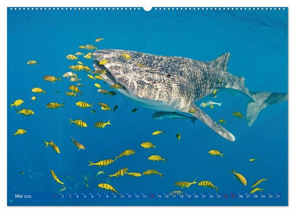 Produktbild: Tauchen: Wunderbares tiefblaues Meer (hochwertiger Premium Wandkalender 2026 DIN A2 quer), Kunstdruck in Hochglanz