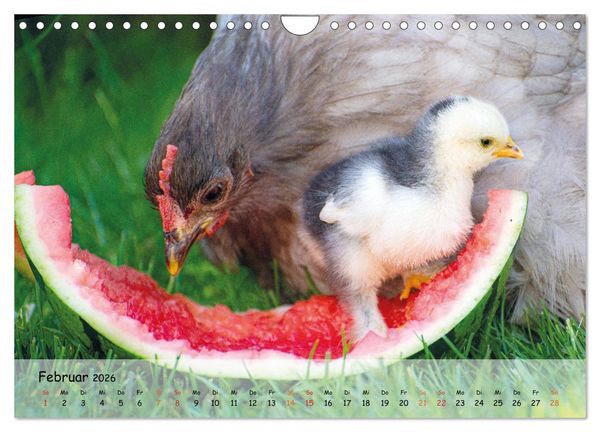 Produktbild: H&uuml;hner im Garten (Wandkalender 2026 DIN A4 quer), CALVENDO Monatskalender