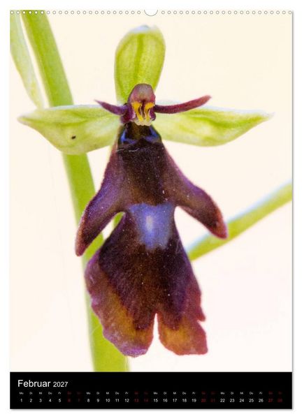 Produktbild: Im richtigen Licht: Wilde Orchideen in S&uuml;dbayern (hochwertiger Premium Wandkalender 2027 DIN A2 hoch), Kunstdruck in Hochglanz