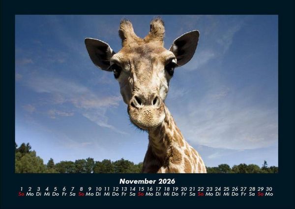 Produktbild: Welt der Tiere 2026 Fotokalender DIN A4