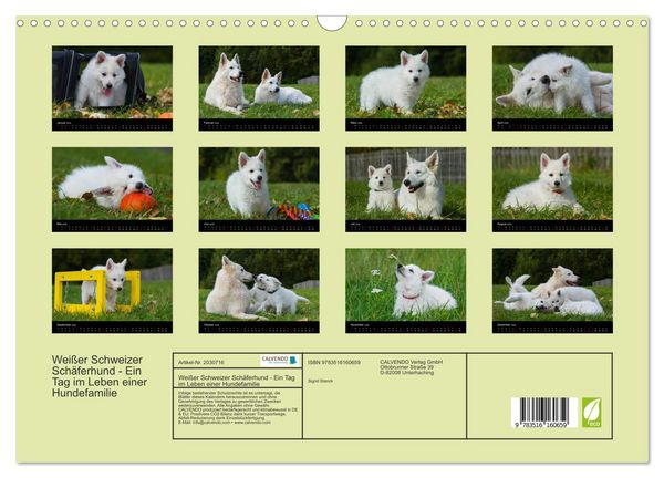 Produktbild: Wei&szlig;er Schweizer Sch&auml;ferhund - Ein Tag im Leben einer Hundefamilie (Wandkalender 2026 DIN A3 quer), CALVENDO Monatskalender
