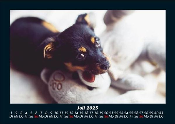 Produktbild: Welpen 2025 Fotokalender DIN A5
