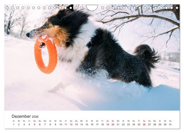Produktbild: Shelties - Die zuckers&uuml;&szlig;en Vierbeiner. (Wandkalender 2026 DIN A4 quer), CALVENDO Monatskalender
