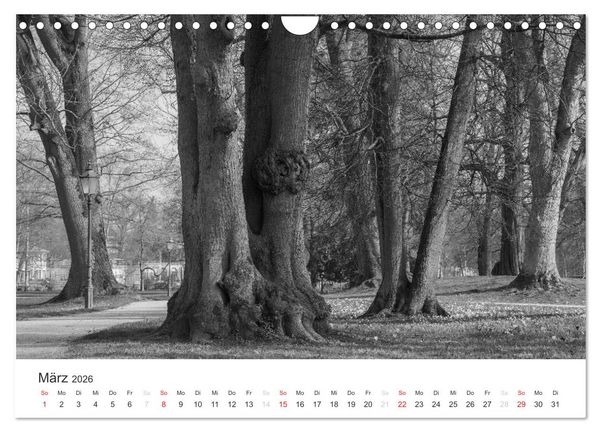 Produktbild: B&auml;ume - Natursch&ouml;nheiten in schwarz-wei&szlig; (Wandkalender 2026 DIN A4 quer), CALVENDO Monatskalender