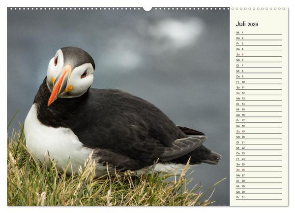 Produktbild: Die Papageientaucher von Island (hochwertiger Premium Wandkalender 2026 DIN A2 quer), Kunstdruck in Hochglanz