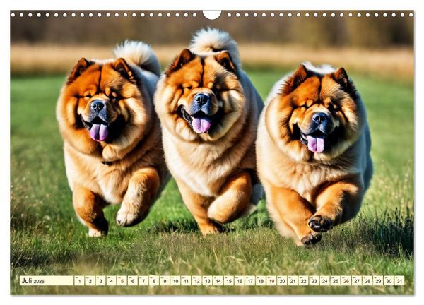 Produktbild: Chow Chow - der L&ouml;wenkopfhund (Wandkalender 2026 DIN A3 quer), CALVENDO Monatskalender