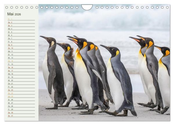 Produktbild: Unter Pinguinen (Wandkalender 2026 DIN A4 quer), CALVENDO Monatskalender