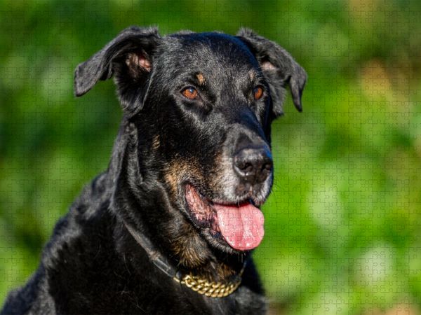 Produktbild: CALVENDO Puzzle Ein Motiv aus dem Kalender Der Beauceron | 2000 Teile Lege-Gr&ouml;&szlig;e 90x67cm Foto-Puzzle f&uuml;r gl&uuml;ckliche Stunden