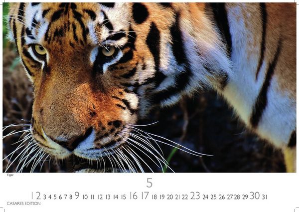 Produktbild: Big Cats Kalender 2027 &ndash; Wandkalender | Fotokalender Tierkalender 35x50cm &ndash; Wundersch&ouml;ner Gro&szlig;katzen-. mit beeindruckenden Fotos von Tiger| L&ouml;wen | Jaguar | Gepard | Luchs | Puma.