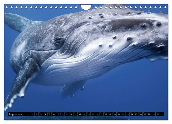 Produktbild: A Whale of a Year (Wall Calendar 2026 DIN A4 landscape), CALVENDO 12 Month Wall Calendar
