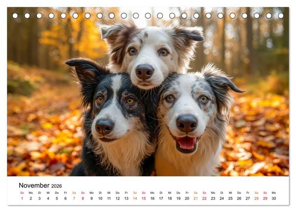 Produktbild: Border Collies H&uuml;teprofis (Tischkalender 2026 DIN A5 quer), CALVENDO Monatskalender