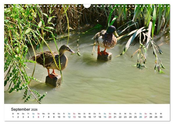 Produktbild: Unterwegs am Canal du Midi (Wandkalender 2026 DIN A3 quer), CALVENDO Monatskalender