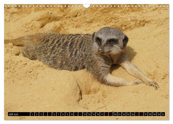 Produktbild: Lustige Erdm&auml;nnchen (Wandkalender 2026 DIN A3 quer), CALVENDO Monatskalender