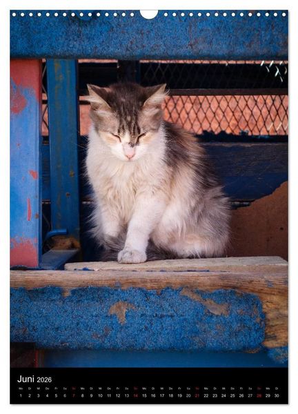Produktbild: Katzen in Marokko (Wandkalender 2026 DIN A3 hoch), CALVENDO Monatskalender