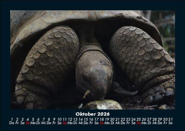 Produktbild: Schildkr&ouml;tenzauber 2026 Fotokalender DIN A5