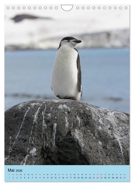 Produktbild: Antarktis - Das Gebiet der Pinguine (Wandkalender 2026 DIN A4 hoch), CALVENDO Monatskalender