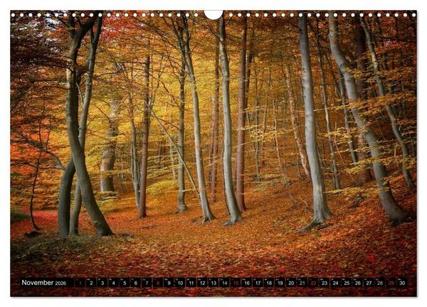 Produktbild: Zauberhafter Sachsenwald (Wandkalender 2026 DIN A3 quer), CALVENDO Monatskalender