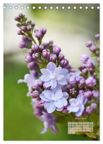 Produktbild: Fliederbl&uuml;te (Tischkalender 2026 DIN A5 hoch), CALVENDO Monatskalender