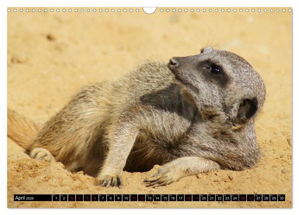 Produktbild: Lustige Erdm&auml;nnchen (Wandkalender 2026 DIN A3 quer), CALVENDO Monatskalender