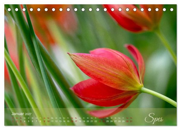 Produktbild: Tulipa et Verba &ndash; Tulpenbl&uuml;ten und stille W&ouml;rter (Tischkalender 2027 DIN A5 quer), CALVENDO Monatskalender