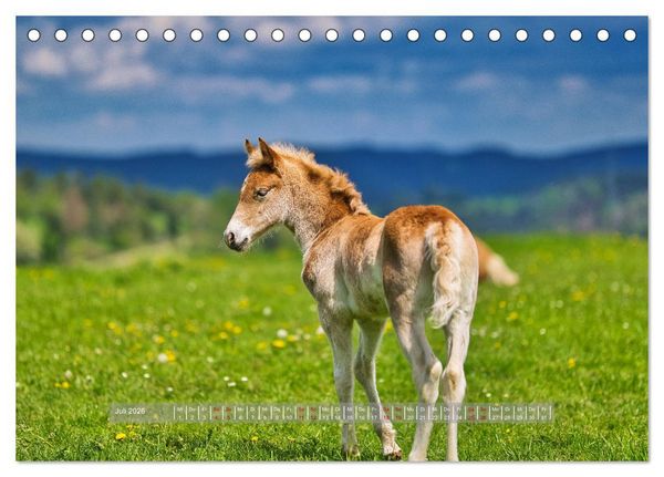 Produktbild: Haflinger Pferde in Th&uuml;ringen (Tischkalender 2026 DIN A5 quer), CALVENDO Monatskalender