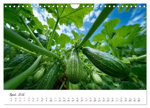 Produktbild: Gem&uuml;segarten - Gem&uuml;se aus dem eigenen Garten (Wandkalender 2026 DIN A4 quer), CALVENDO Monatskalender
