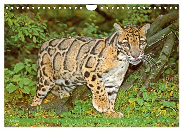 Produktbild: Leben im Dschungel: Der Regenwald ist ein Paradies f&uuml;r Tiere (Wandkalender 2026 DIN A4 quer), CALVENDO Monatskalender