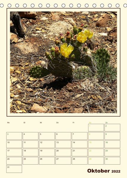 Produktbild: Wilde Kakteen Amerikas (Tischkalender 2022 DIN A5 hoch)