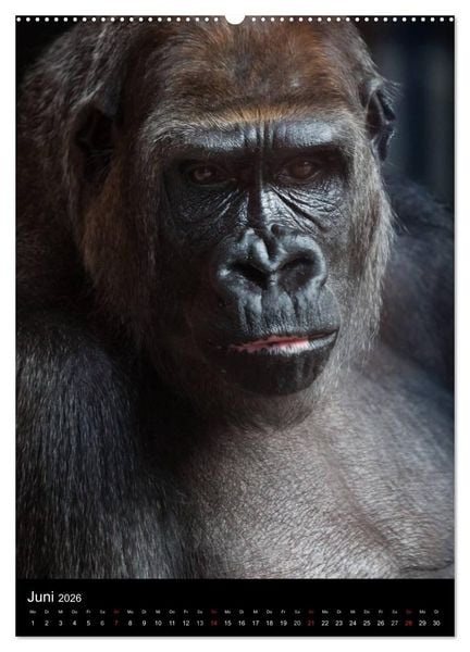Produktbild: Gorillas (hochwertiger Premium Wandkalender 2026 DIN A2 hoch), Kunstdruck in Hochglanz