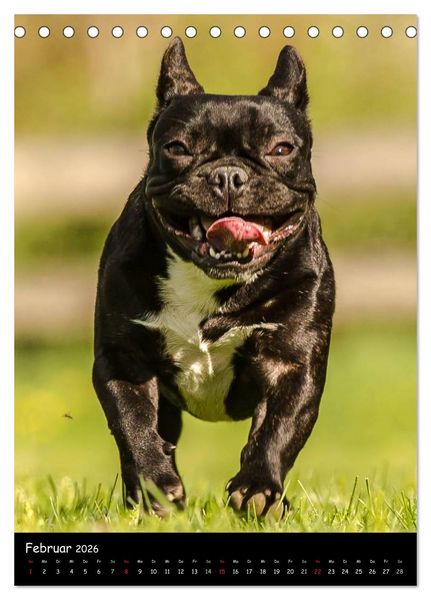 Produktbild: Franz&ouml;sische Bulldoggen - Eine Bully Liebeserk&auml;rung (Tischkalender 2026 DIN A5 hoch), CALVENDO Monatskalender