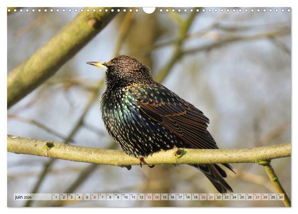 Produktbild: Jolis oiseaux de jardin (Calendrier mural 2026 DIN A3 vertical), CALVENDO calendrier mensuel