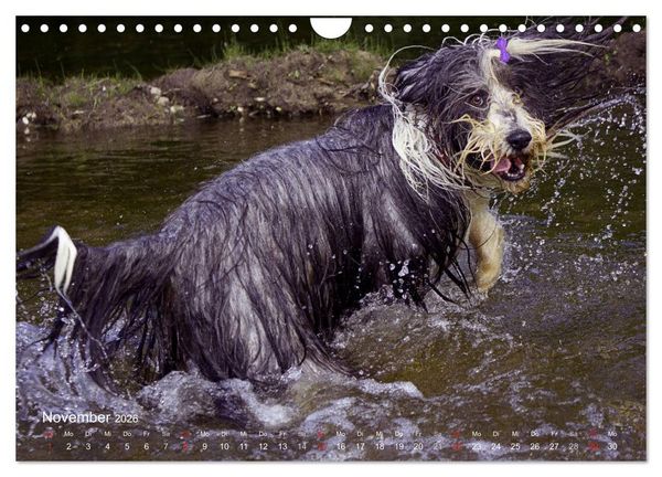 Produktbild: SPLASH - Hunde im Wasser (Wandkalender 2026 DIN A4 quer), CALVENDO Monatskalender
