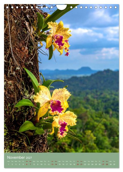 Produktbild: Cattleya - Breeder's Pride (Wall Calendar 2027 DIN A4 portrait), CALVENDO 12 Month Wall Calendar
