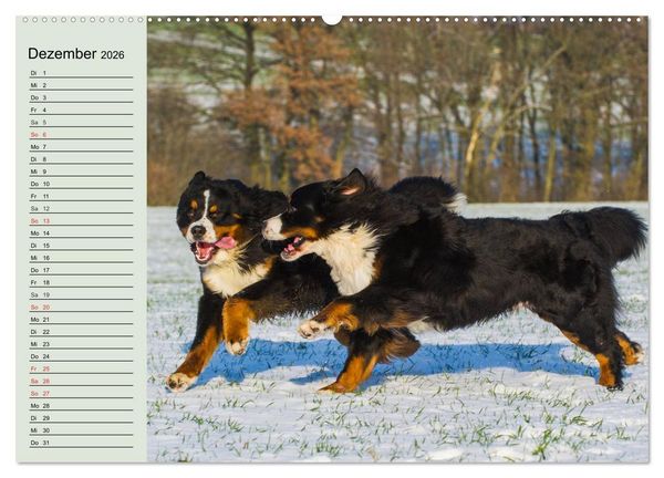 Produktbild: Berner Sennenhunde in Action (hochwertiger Premium Wandkalender 2026 DIN A2 quer), Kunstdruck in Hochglanz