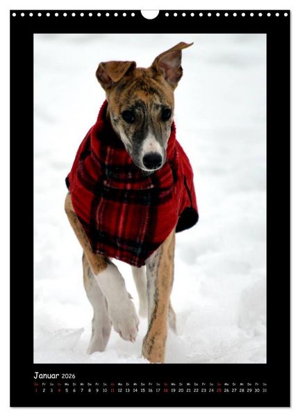 Produktbild: Ein Whippet wird erwachsen (Wandkalender 2026 DIN A3 hoch), CALVENDO Monatskalender
