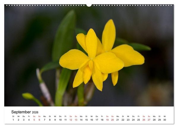 Produktbild: Vielfalt der Orchideen (Wandkalender 2026 DIN A2 quer), CALVENDO Monatskalender