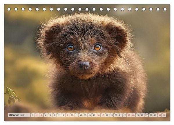 Produktbild: Pr&auml;historische Kinderstube - niedliche Tierkinder der Urzeit (Tischkalender 2027 DIN A5 quer), CALVENDO Monatskalender