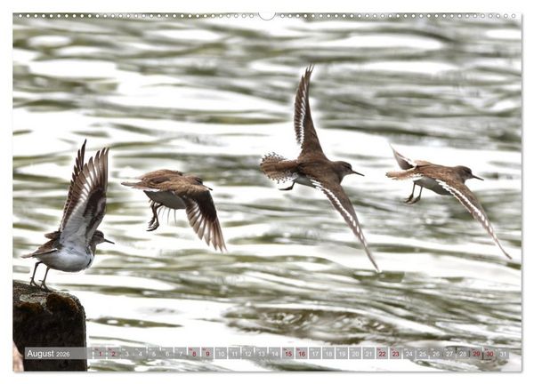 Produktbild: V&ouml;gel im Fluge (Wandkalender 2026 DIN A2 quer), CALVENDO Monatskalender