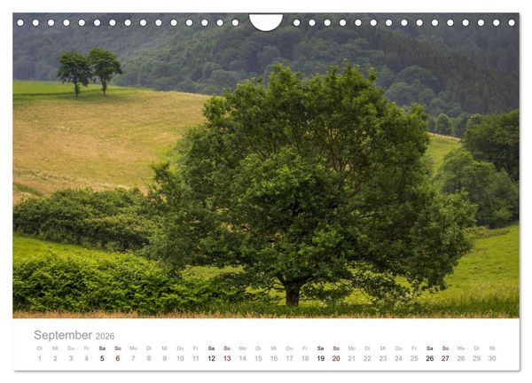 Produktbild: Wundersch&ouml;ne B&auml;ume im Sauerland (Wandkalender 2026 DIN A4 quer), CALVENDO Monatskalender